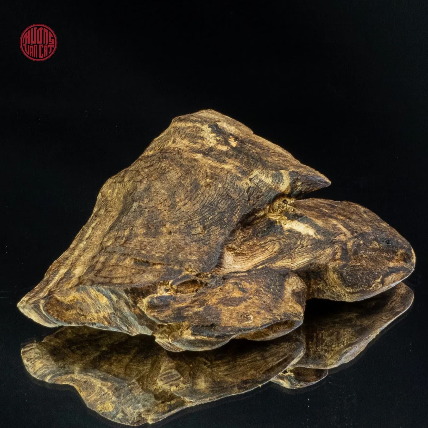 Kỳ Nam Quý Hiếm 